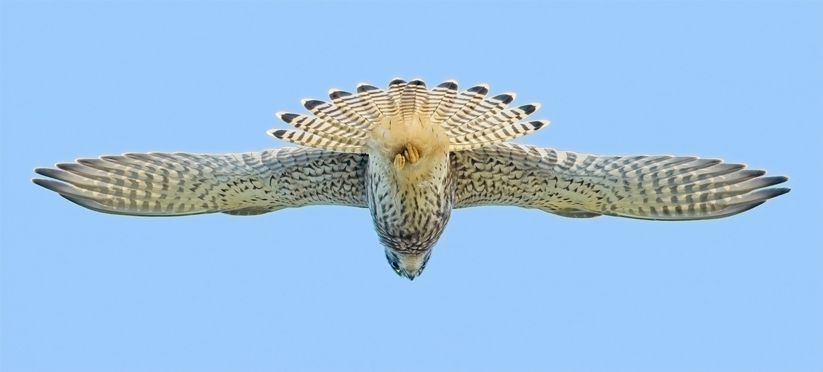 Kestrel Hunting - John Hughes